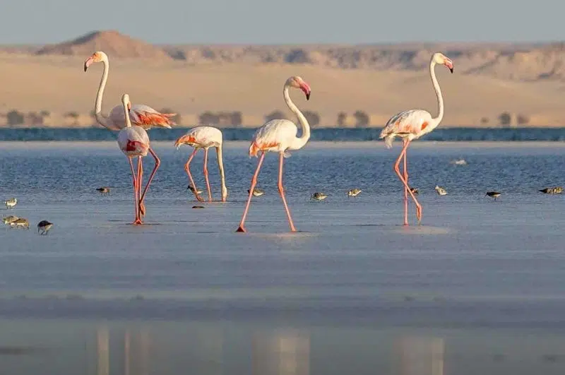 Flamants roses dans la lagune de Dakhla
